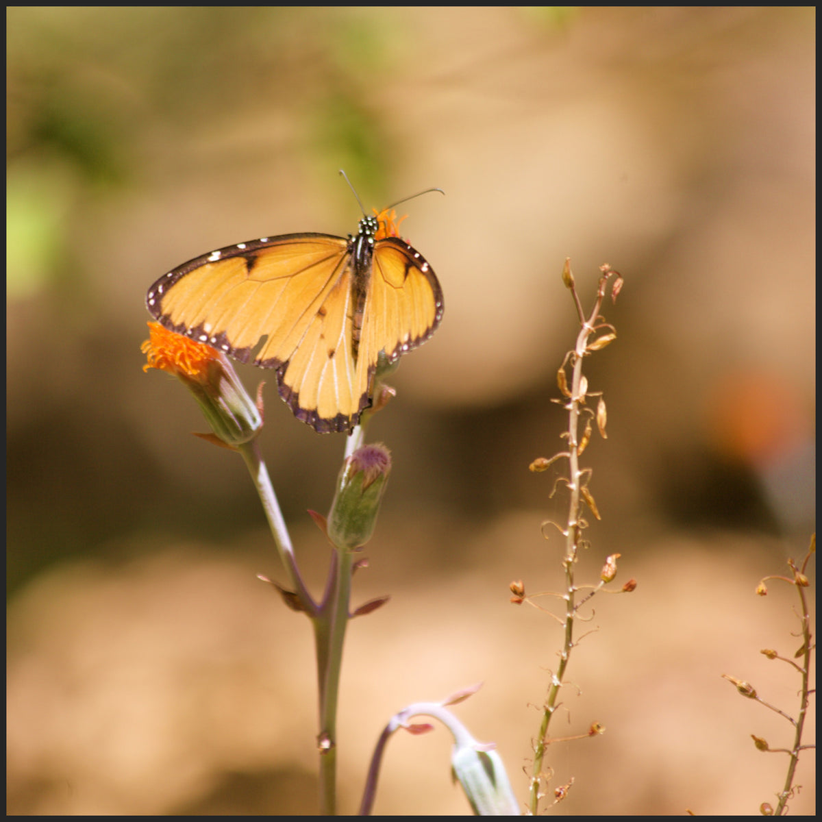 butterfly-breathe-together-yoga