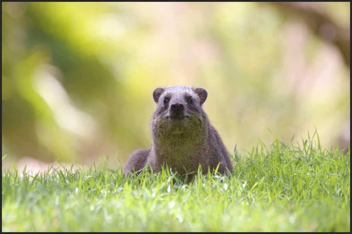 rock-hyrax-breathe-together-yoga