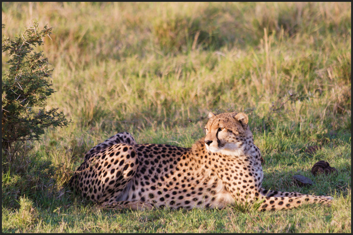 cheetah-breathe-together-yoga