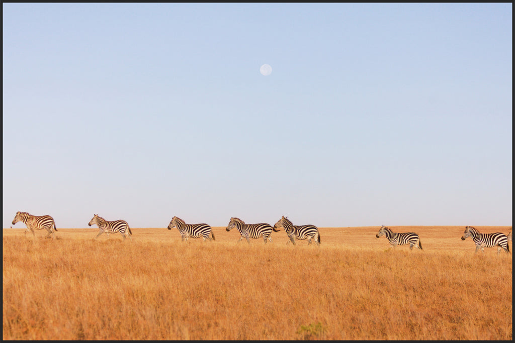 Zebras and the Moon