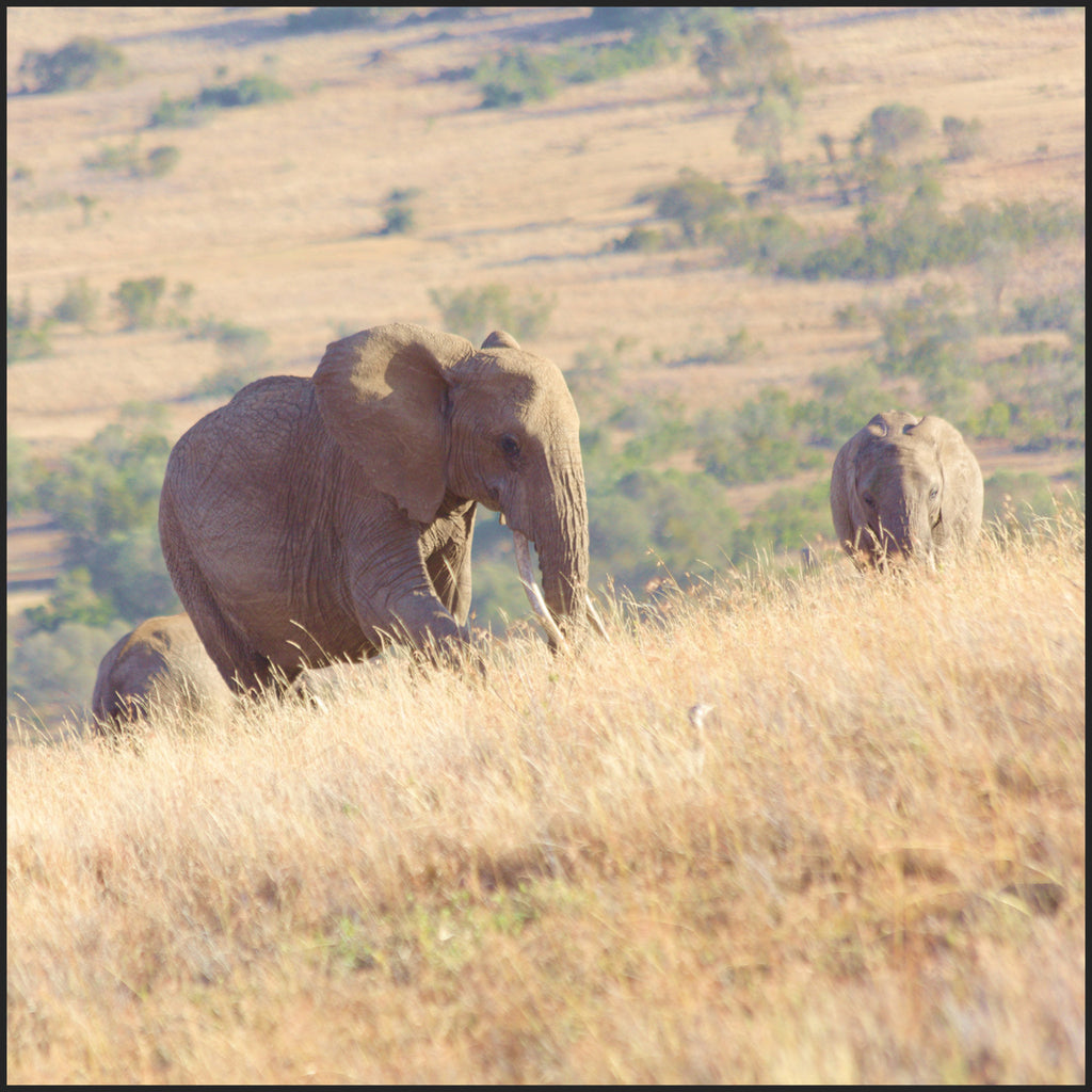 Breakfast with Elephants