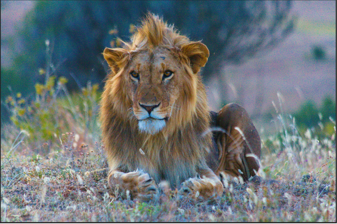 RAFFLE TICKET: Lion Print 24"x36" Matte Print ready for framing