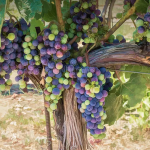 RAFFLE TICKET: 12 Bottles of a Variety of wines from vineyards in California, Oregon and Italy.